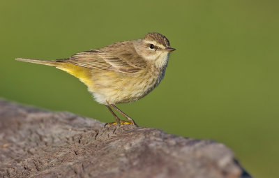 Palmwarbler / Palmzanger