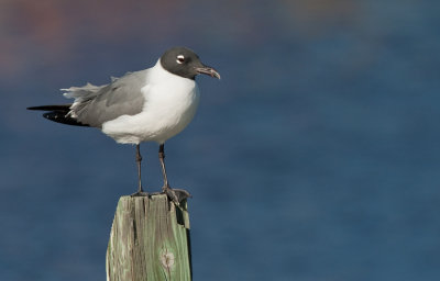 Laughing gull / Lachmeeuw