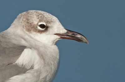 Laughing gull / Lachmeeuw