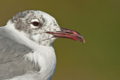 Laughing gull / Lachmeeuw