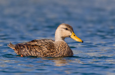 Mottled duck / Gevlekte Florida-eend