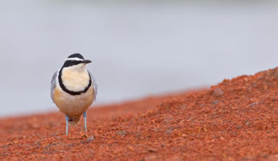 Egyptian plover / Krokodilwachter