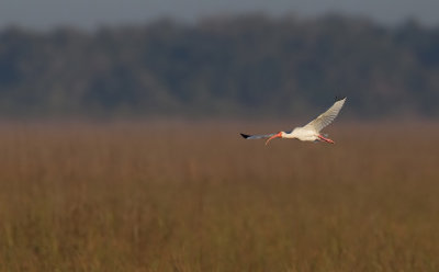 White Ibis / Witte Ibis 