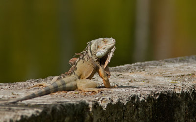 Green iguana / Groene Leguaan