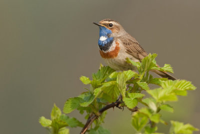 Bluethroat / Blauwborst