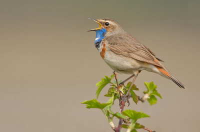 Bluethroat / Blauwborst