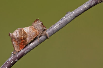 Small Chocolate-tip / Donkere wapendrager