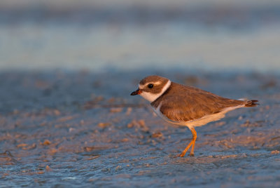 Semipalmated Plover / Amerikaanse bontbekplevier