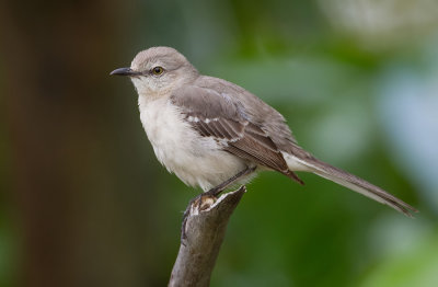 Northern mockingbird / Spotlijster