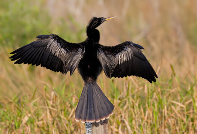 Anhinga / Amerikaanse Slangenhalsvogel