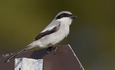 Loggerhead shrike / Amerikaanse klapekster 