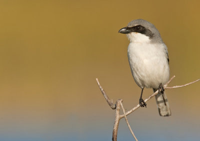 Loggerhead shrike / Amerikaanse klapekster