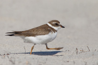 Semipalmated Plover / Amerikaanse bontbekplevier 