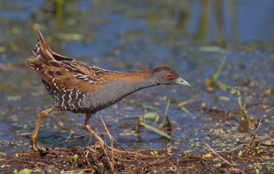 Baillon's Crake / Kleinst waterhoen