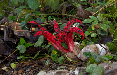 Octopus Helicopter Stinkhorn / Inktviszwam