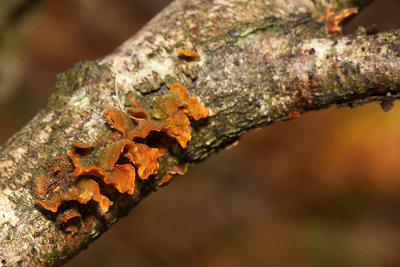 Hairy Curtain Crust fungus / Gele Korstzwam 