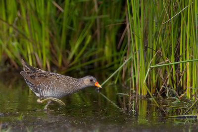 Spotted crake / Porseleinhoen