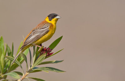 Black-headed Bunting / Zwartkopgors