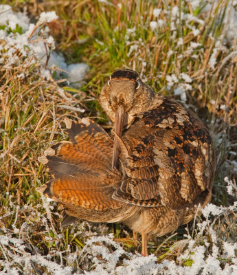 Woodcock / Houtsnip