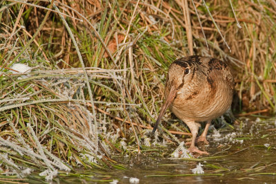 Woodcock / Houtsnip
