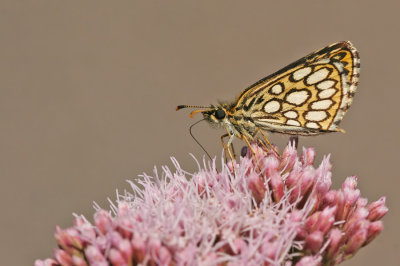 Large chequered skipper / Spiegeldikkopje