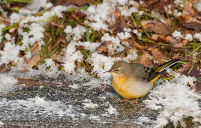Grey wagtail / Grote gele kwikstaart