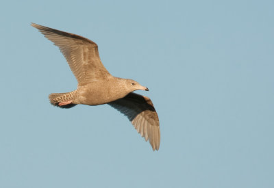 Glaucous Gull / Grote burgemeester