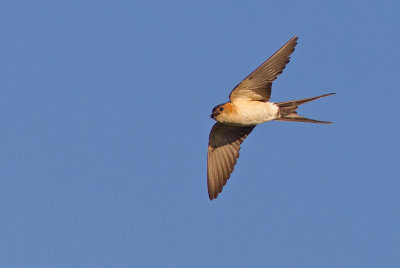 Red-rumped swallow / Roodstuitzwaluw