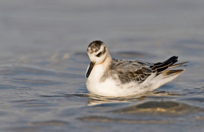 Grey Phalarope / Rosse Franjepoot