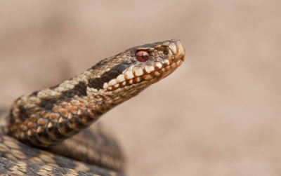 Common adder / Adder 