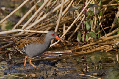 Waterrail / Waterral