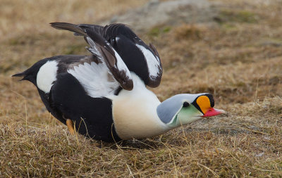 King eider / Koningseider