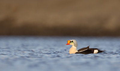 King eider / Koningseider