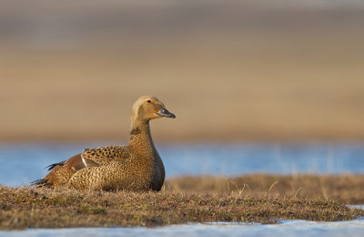 King eider / Koningseider