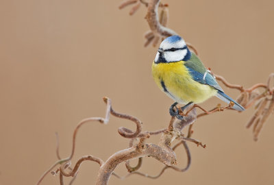 Blue tit / Pimpelmees