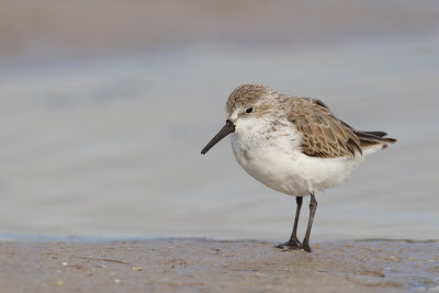 Western sandpiper / Alaska strandloper