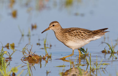Pectoral sandpiper / Gestreepte strandloper