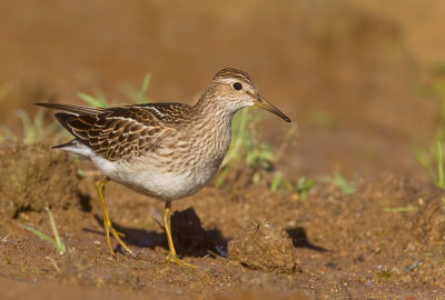 Pectoral sandpiper / Gestreepte strandloper