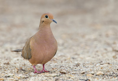 Mourning dove / Treurduif