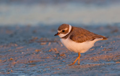 Semipalmated Plover / Amerikaanse bontbekplevier