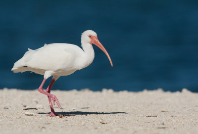 White Ibis / Witte Ibis