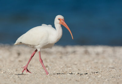 White Ibis / Witte Ibis