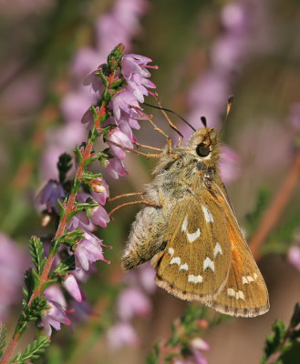 Silver-spotted Skipper / Kommavlinder