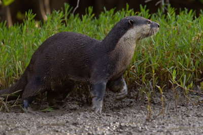 Clawless otter / Kaapse otter 