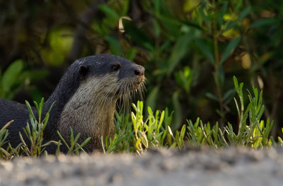 Clawless otter / Kaapse otter 