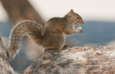 Grey squirrel / Grijze eekhoorn