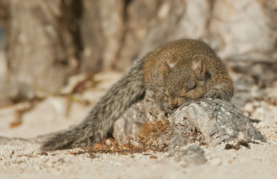 Grey squirrel / Grijze eekhoorn