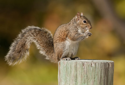 Grey squirrel / Grijze eekhoorn