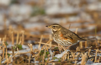 Redwing / Koperwiek