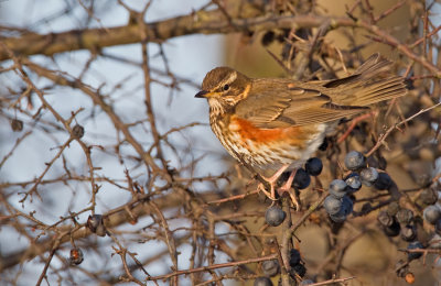 Redwing / Koperwiek